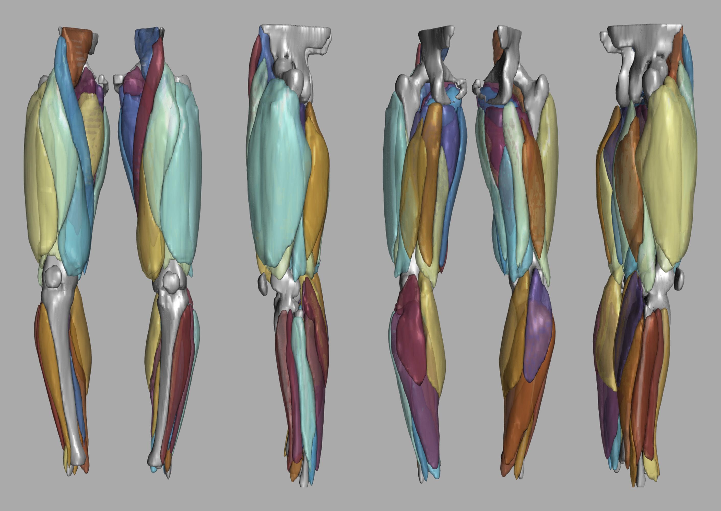 3D render of automated muscle segmentation labels generated using a CNN UNET.